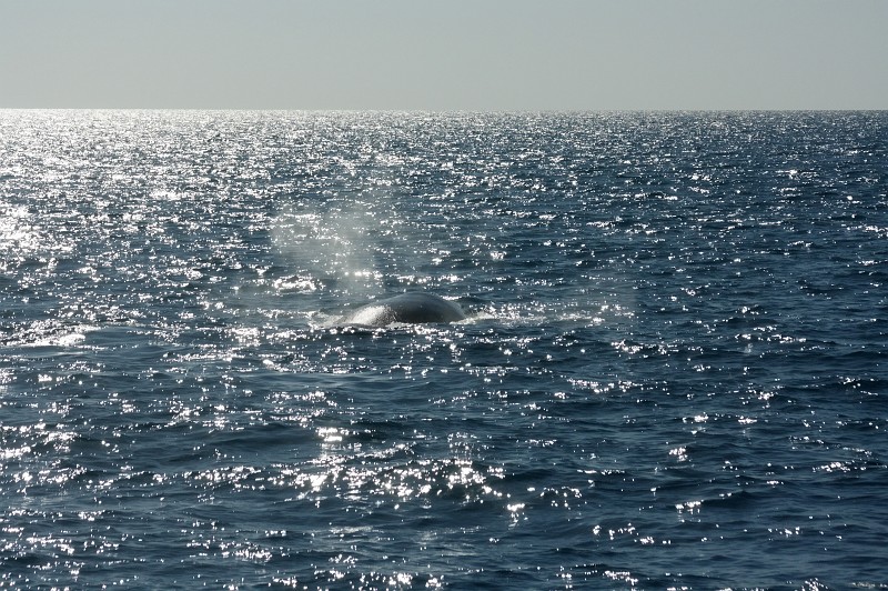 2009-11-06 22-04-29_3.jpg - I'm a lonesome Buckelwal, far away from Home....